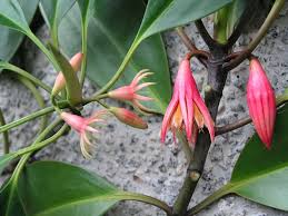 Image result for Bruguiera