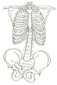 1800, black chalk heightened with white, 235⁄8 x 181⁄8. Outline Rib Cage Drawing Easy Novocom Top