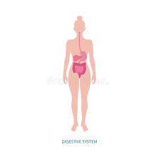 Art template templates body outline body diagram professional massage massage therapy female bodies body art chart body diagram for professional massage chart. Woman Body Diagram Stock Illustrations 2 463 Woman Body Diagram Stock Illustrations Vectors Clipart Dreamstime