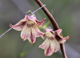 Image result for Litanthus pusillus