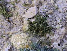 Image result for Pimpinella afra