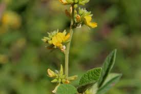 Image result for Rhynchosia galpinii