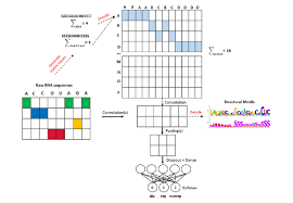 flow chart of our cnn models for motif visualization and rna