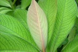 Image result for Synadenium kirkii