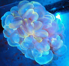 Yellow Pink Xxl Showpiece Bubble Coral By Extremecorals Deviantart Com On Deviantart Coral Marine Fish Tanks Bubbles