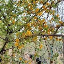 Image result for Acacia schweinfurthii