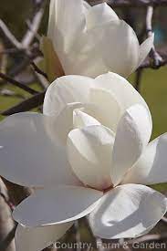 Magnolia David Clulow Magnolia X Soulangiana Lennei Alba X Magnolia X Veitchii Possibly The Cultivar Pansies Flowers Flowers Photography Magnolia Flower