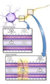 Morphological Types Of Glycinergic Amacrine Cells (Modifi Ed From... |  Download Scientific Diagram
