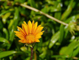 Image result for Arctotheca populifolia