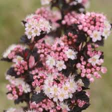 Get planting instructions and care tips for physocarpus. Buy Tiny Wine Ninebark For Sale Garden Goods Direct