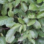 Image result for Sorindeia juglandifolia