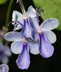 Image result for Clerodendrum fasciculatum
