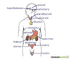 hormones revision world