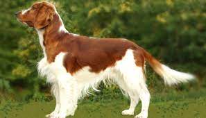 У него также слегка перепончатые ноги. Velsh Springer Spaniel 28 Foto Opisanie Uelskoj Porody Osobennosti Soderzhaniya Shenkov I Vzroslyh Sobak