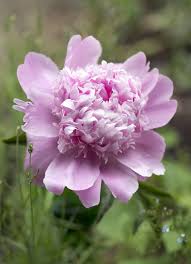 Biete eine pfingstrose, einfache blüte, blüht je nach standort rosa bis fast weiß. Pfingstrosen Paeonia Pflanzen Pflegen Dungen Freudengarten