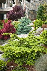 1203811 Dwarf Hemlock Fir Japanese Maples W Home Bkgnd Tsuga Cv Abies Cv Acer Palmatum Cvs Evergreen Landscape Conifers Garden Front Yard Landscaping