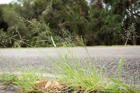 Image result for Eragrostis tenuifolia