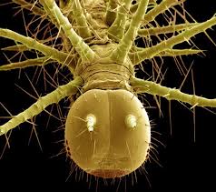a coloured scanning electron micrograph of the head of a tropical caterpillar order lepid scanning electron microscope electron microscope pictures of insects