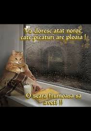 Imaginile haioase cu animale, copii sau cu un mos craciun haios sunt perfecte pentru prietenele tale. 140 Noapte Buna Ideas Citate Frumoase Ganduri Ganduri Bune