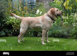Retriever - Yellow Labrador Yellow Labrador Retriever Yellow Lab Stock  Photo - Alamy
