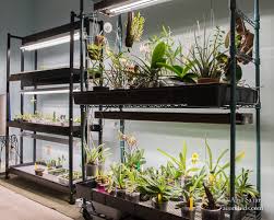 If you don't have a sunny windowsill, you can still grow cattleyas. Led Lights For Growing Orchids Our Paphiopedilum Seedling Growing Area