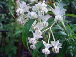 Asclepias Purpurascens Purple Milkweed Plant Milkweed Plant Asclepias Unusual Plants