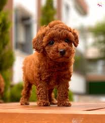 Satilik Poodle Toy Fiyatlari Ve Ilanlari Kopek Dunyasi