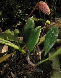 Image result for Bulbophyllum prorepens
