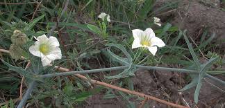 Image result for Coccinia sessilifolia