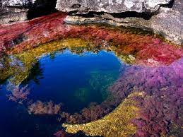 Caño cristales is a colombian river located in the serrania de la macarena province of meta, and is a tributary of the guayabero river. Cano Cristales Colombia Home Facebook
