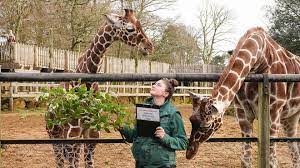 Enclosures are spacious and seminatural. Zsl London And Whipsnade Zoos Animal Quiz Questions