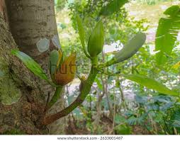 Image result for Strophanthus gardeniiflorus