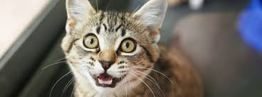 If you don't want kittens and want to keep your pet cat healthy the ideal solution. What Do Different Cat Noises Mean Purina