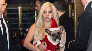 Her dog walker, ryan fischer, was shot by gunmen who tried to steal the star's three french bulldogs, and made off with two. Lady Gaga S Dog Walker Shot Four Times In The Chest Gunmen Take Off With Two Of Her Dogs Brobible