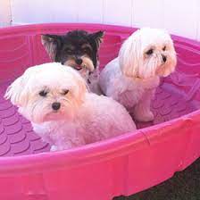 2018 (6) march (2) keep cool at dog daycare. Dog Boarding Daycare Bonita Springs Cape Coral Fort Myers Fl