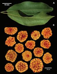 Image result for Combretum sp. A