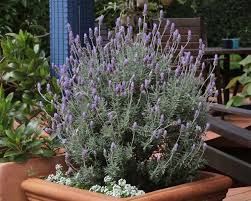 Image result for Lavandula dentata