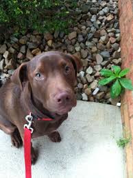 Chocolate Lab And Pitbull Mix Adorable Best Friend Pitbull Mix Puppies Lab Pitbull Mix Puppy Lab Mix Puppies