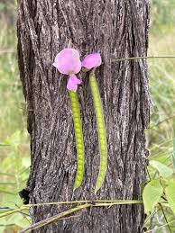 Image result for Tephrosia argyrolampra