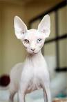 Sphynx Kittens For Sale — NOCOATKITTY SPHYNX