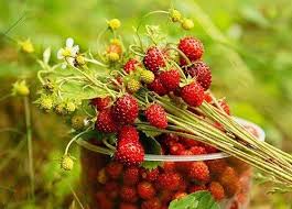 Pin Von Nini Three Auf Wild Strawberries Wilde Erdbeeren Erdbeer Frucht Erdbeeren