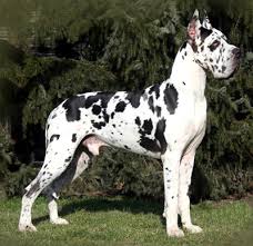 The dane is a short life dog, they usually don't live much beyond 8 years of age. Great Dane Australian Dog Lover