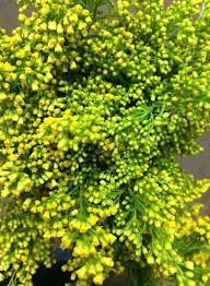 Aster Solidago Mardi Gras Florist Supplies Green Flowers Flowers Bouquet