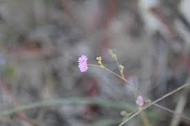 Image result for Boerhavia erecta