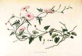 Image result for Convolvulus farinosus