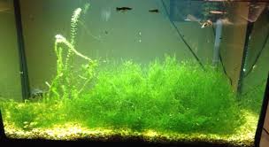 How To Grow Java Moss With Pictures Planted Aquarium Nano Aquarium Pictures