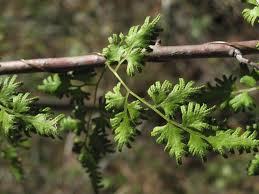 Image result for Lygodiaceae