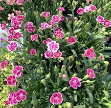 Se stai cercando piante resistenti al freddo che sono il più decorativo, il cavolo. 25 Piante Perfette Per Un Giardino A Bassa Manutenzione Guida Giardino