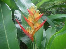 Pin By In The Jungle On My Garden In The Jungle Plant Leaves Medicinal Plants Plants