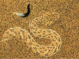 In The Namib Desert Snake Reptile Snakes Colorful Snakes